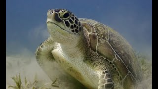 Most beautiful underwater moments coral reefs of Brayka , Marsa Alam, Egypt  Part 2  (4K - UHD)