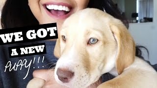 We got a new puppy + daily life routines | Francis Martinez