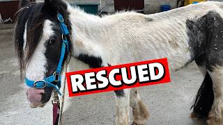From Neglect to Hope: How We Save Horses Like Elouise