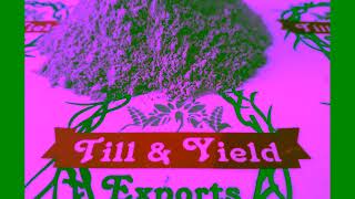 Vidarikand Gatte and powder, Bilaikand, Indian Kudzu, Vidari, Kudzu.