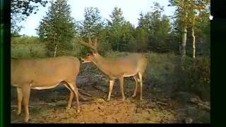 Big Bucks caught LIVE at Ecocam.org