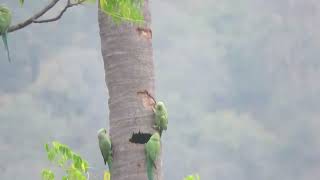 MVI 0316 Rose-ringed Parakeets on Coconut Palm trunk, Galibore, DD, 100116