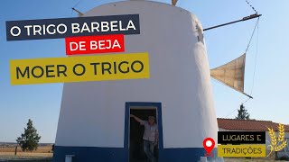 O trigo Barbela de Beja, moer o trigo - Lugares e Tradições #36