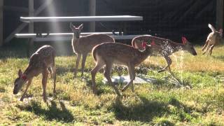 Hyper baby fawns at Whitetails Live