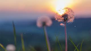 Music to Relax the Mind Reduce Stress, Easy to Sleep ♫ Best Music Without Lyrics