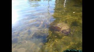 Carp Release In Flip-O-Rama