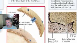 Cinelecture 28 - Biological Membranes I