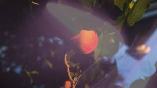 Sara Diamond - Baby [Lyric Video]