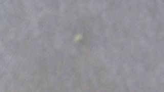 Worm thing at Koalacaust Show