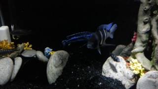 90 Gallon African Cichlid Aquarium - Low Light LED Shimmer Effect