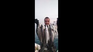 Pesca sub: grande pescata con 2 OMBRINE