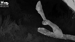 Daredevils of the darkness:  Eastern screech owls