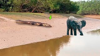 The elephant did not realize death was approaching.