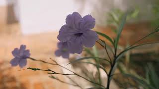 MIRA FILZAH DI RUMAH TEEMOR