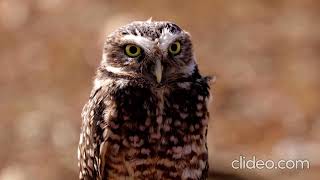 beautiful birds relaxing music sleeping music music fell to relax