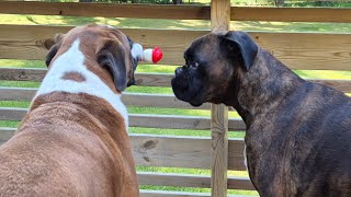 The thief boxer Sammie strikes again! No regrets, no shame and doesn't care. Poor Rex.