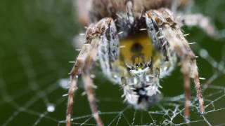 Macro 4K, Garden Spider