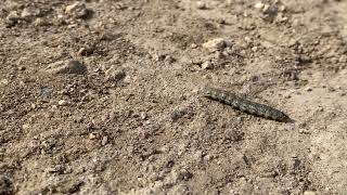 Unidentified Cornwall caterpillar