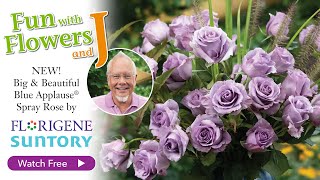Introducing the NEW Blue Applause® Spray Rose from Florigene and Suntory Flowers!