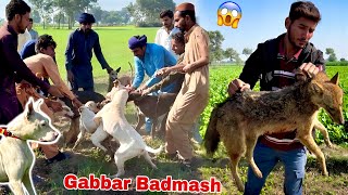 There was a fight between the hunting dogs and the bad guy on the prey