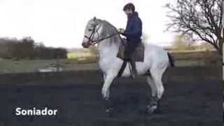 Atkinson Action Horses Training - Soniador