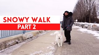 Puppy on a Winter Walk - Part 2 | Yuriko Samoyed Adventures