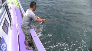 君も鯖レンジャー!!