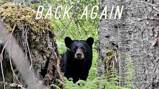 Is This Bear Stalking My Off Grid Home?