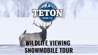 Jackson Hole Wildlife Viewing Snowmobiling Tours | Teton Tour Co. | Wyoming