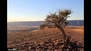 African Morning