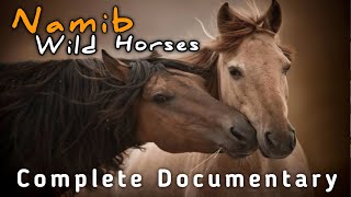 Namib Wild Horses: The Untold Mystery Behind Their Origins and Survival #wildhorses #NamibWildHorses