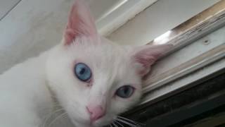 winston churchill the cat