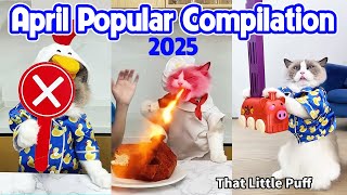 April Popular Compilation💥| 2025 | That Little Puff