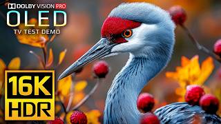 Ultimate 16K Ultra HD - Dolby Vision 120 fps Display