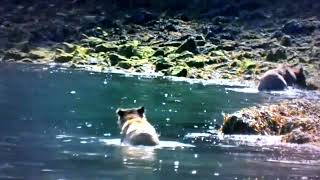 Talk King Live™ | Canelo vs. Crawford the Ring Walk | #Str8UpTx