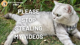 Official Announcement | Please Stop Stealing My Video,😿Meow. #ChefCatChangAn料理猫王