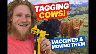 They Did Not Want To Be Tagged / Full Ranch Day Live / Moving More Cows