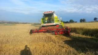 CLAAS  DOMINATOR  98 SL - KOSZENIE PSZENICY ŻNIWA 2015