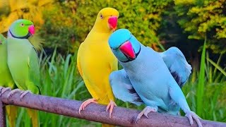 USA Grey Colour Parrot Video। Ringneck Baird Video USA। Talking Parrot Ringneck Baird। Cute parrot।