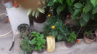 mere beautiful garden ke flowers ka overview