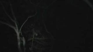 Slender Loris spotted in Jetwing Vil Uyana, Sri Lanka - Part 4