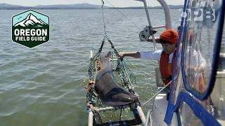 A PNW shark superhighway reveals secrets of an overlooked apex predator | Oregon Field Guide