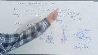 The BioHub Live Stream