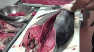 AZN Fresh Whole Tuna Carve [full]