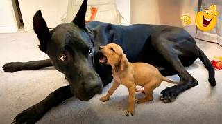 You Can’t Stop Laughing At These Dogs 🤣 FUNNIEST DOGS Video 2026