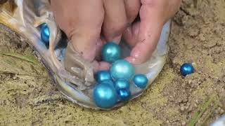 Taking original pearls ✨️ from shell 🐚  #shell #madraskitchen #pearl #vlogsvideo #tamil