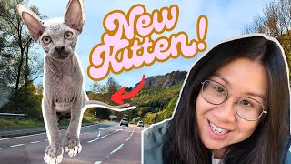 Getting our new sphynx kitten! Vlog #4