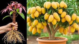 🥭Mango Magic: A Step-by-Step Guide to Growing Mango Tree From Cutting | How to grow mango tree