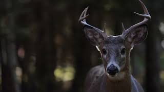 Milly Francis