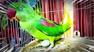 میاں مٹھو نے دیا انڈا! پہلی بار بریڈنگ کا خوشی بھرا لمحہ 🐣❤️ | Talking Parrot Breeding Moment
